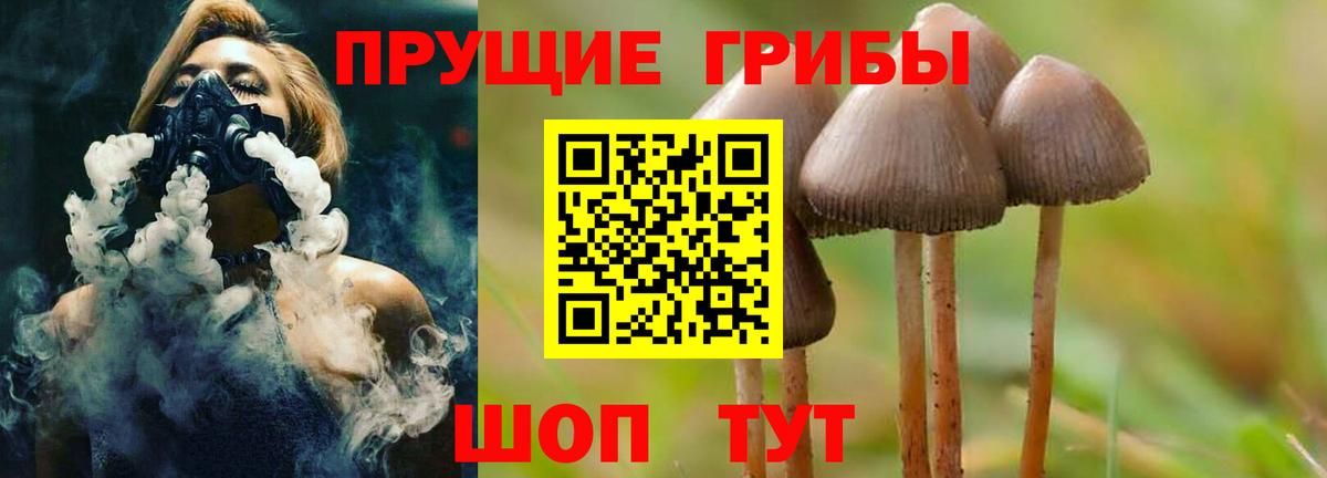 Псилоцибиновые грибы мицелий Новоалтайск